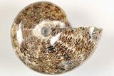 Polished Agatized Ammonite (Phylloceras?) Fossil - Madagascar #200479-1